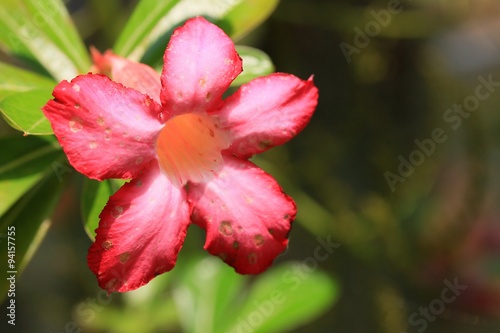 Impala lily adenium - pink flowers