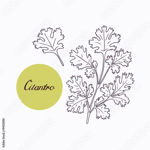 Hand drawn cilantro branch with leves isolated on white