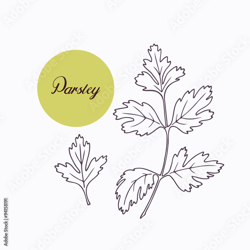 Hand drawn parsley branch with leves isolated on white