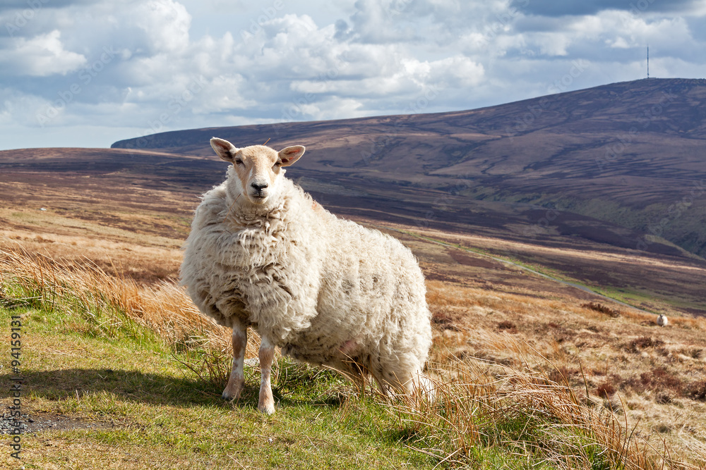 Obraz premium Strong and tough sheep standing in the landscape of Ireland