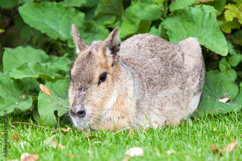 Foto A Patachonian Mara (Dolichotis patagonum), genus of the cavy family, laying in t