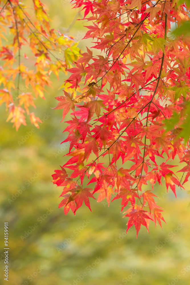 紅葉したかえで 紅葉したかえで