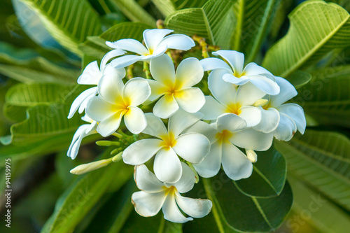 Frangipani Flowers on the tree.