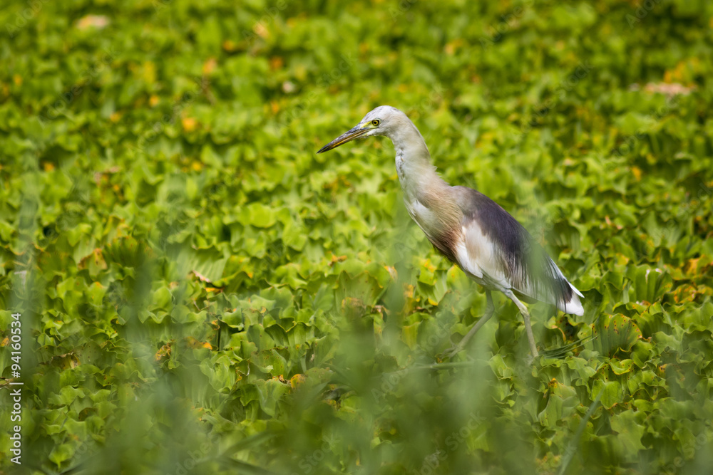 Fototapeta premium Javan Pond Heron