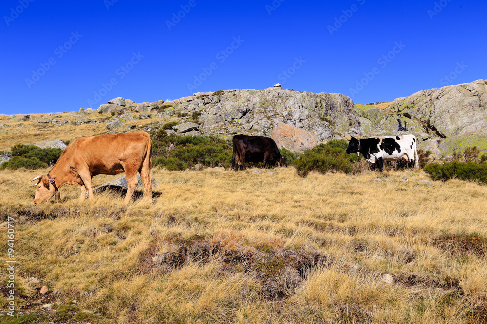 Fototapeta premium Paisaje de otoño en la montaña de Gredos en Madrid