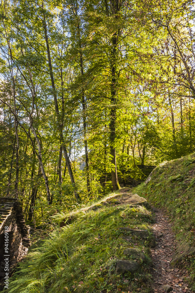 Mergoscia, Dorf, Bergdorf, Verzascatal, Valle Verzasca, Waldweg, Wanderweg, Kastanienwald, Kastanienbäume, Herbstfarben, Herbst, Tessin, Schweiz Mergoscia, Dorf, Bergdorf, Verzascatal, Valle Verzasca, Waldweg, Wanderweg, Kastanienwald, Kastanienbäume, Herbstfarben, Herbst, Tessin, Schweiz