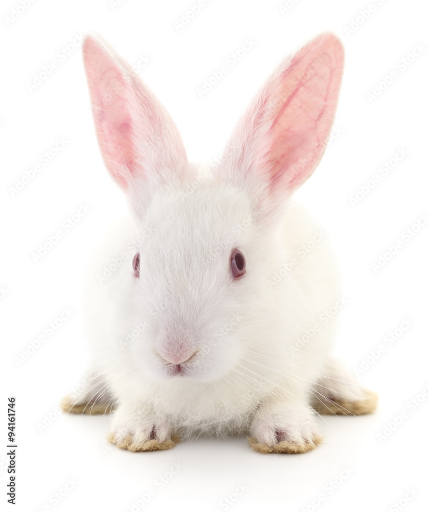 Obraz premium Rabbit