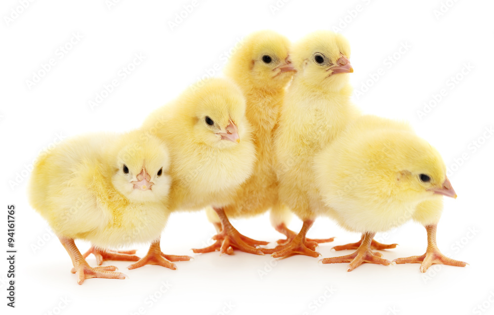 Five chickens