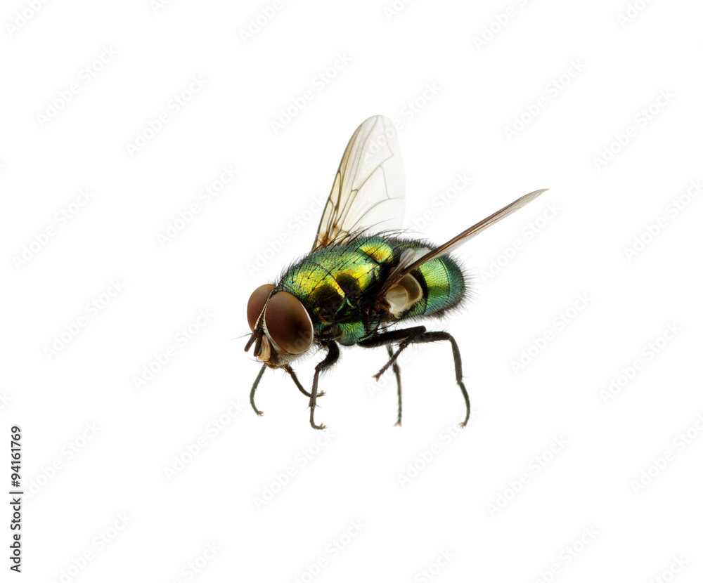 green fly green fly