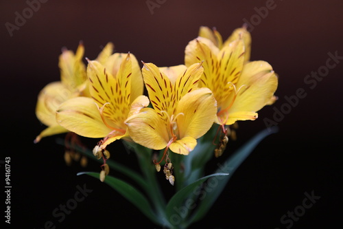 Yellow flowers in Spring