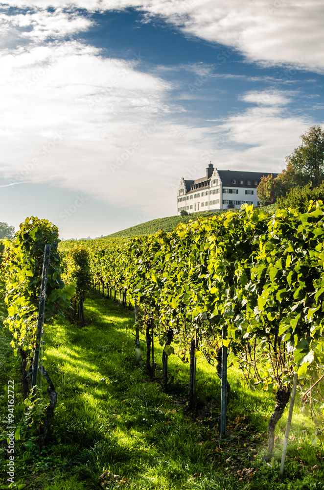 Weingut am Bodensee
