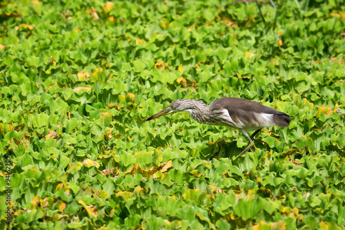 Wallpaper Mural Javan Pond Heron Torontodigital.ca