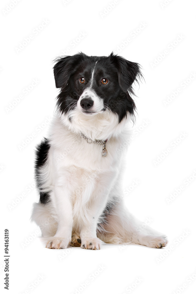 mixed breed dog