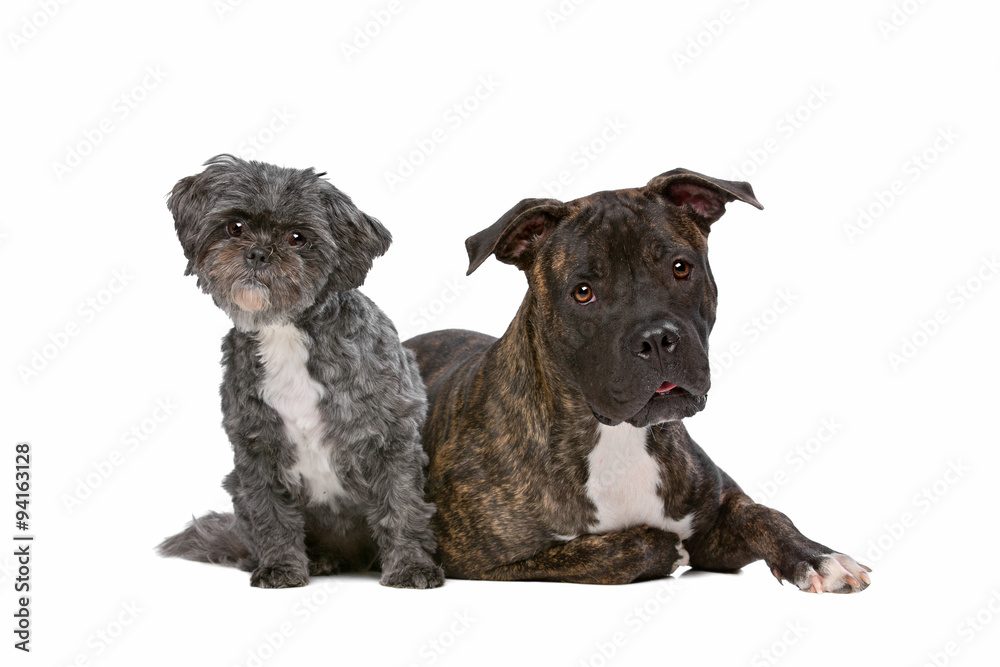 Naklejka premium Stafford i pies Lhasa apso