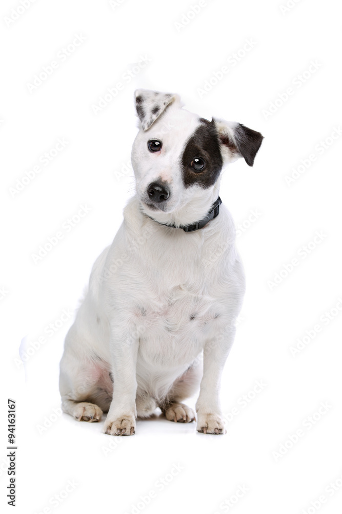 Jack Russel Terrier