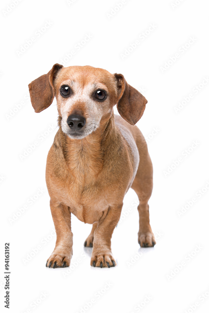 dachshund looking at camera