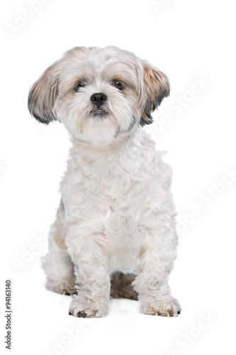 Fototapeta Naklejka Na Ścianę i Meble -  Mixed breed dog