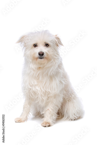 white Mixed breed dog