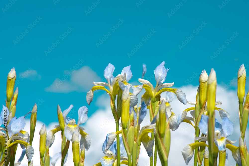 Obraz premium Ирисы