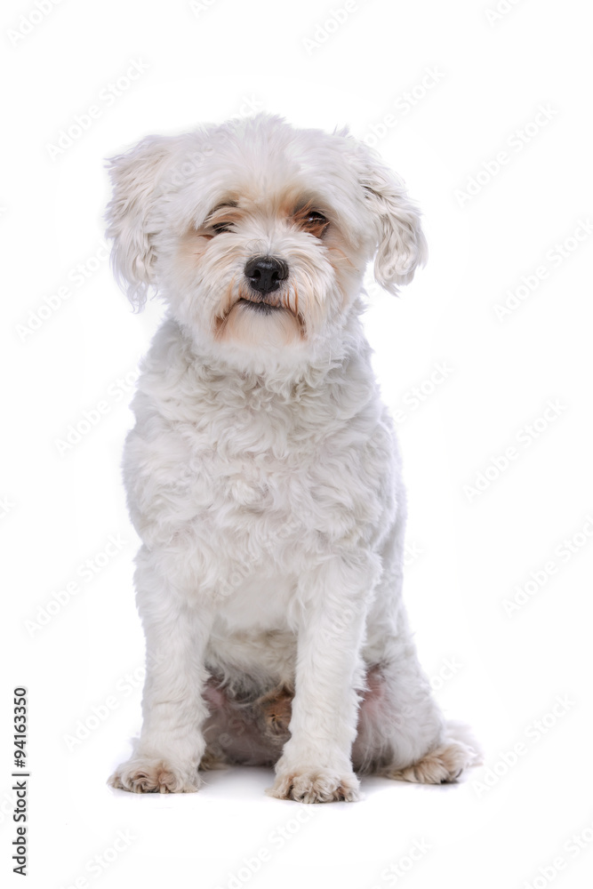 white mixed breed dog