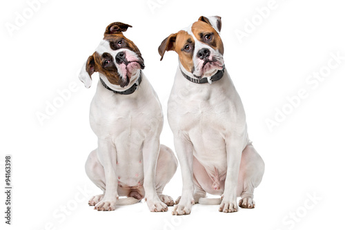 two American Bulldogs © Erik Lam