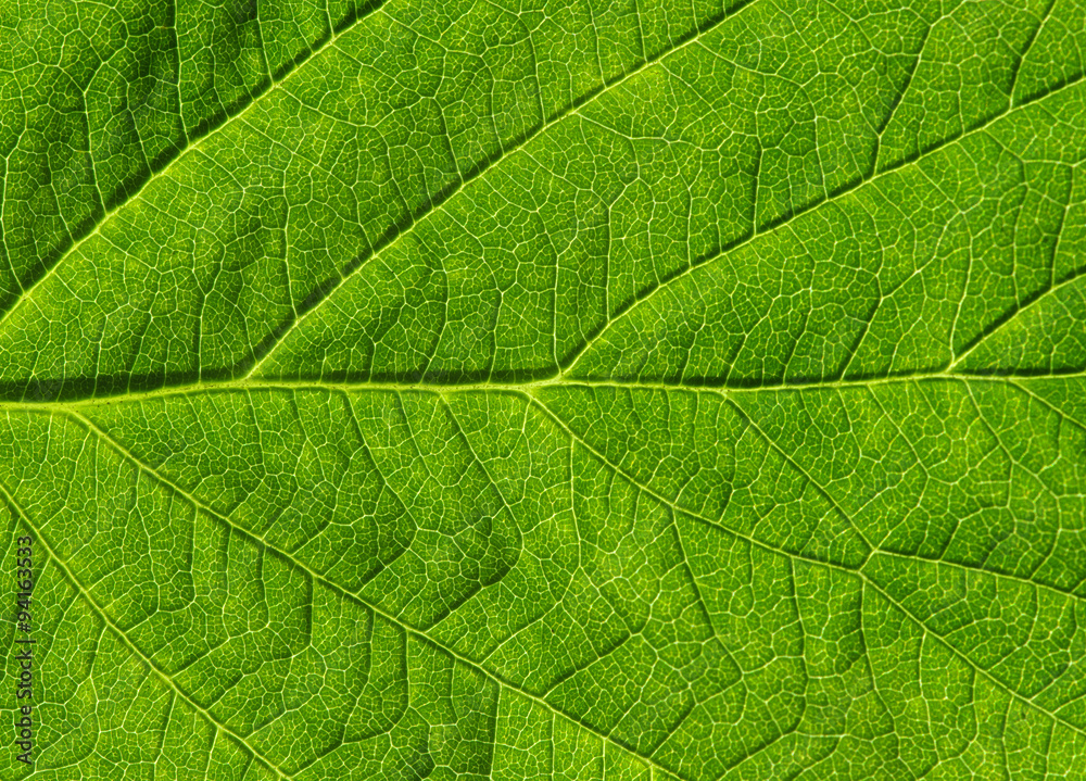 green leaf texture green leaf texture