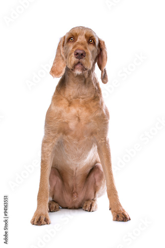 Wirehaired Vizsla