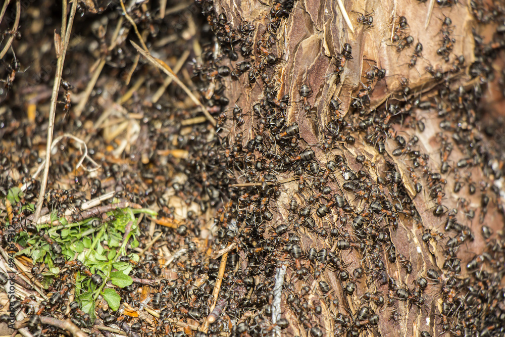 Ants colony Ants colony
