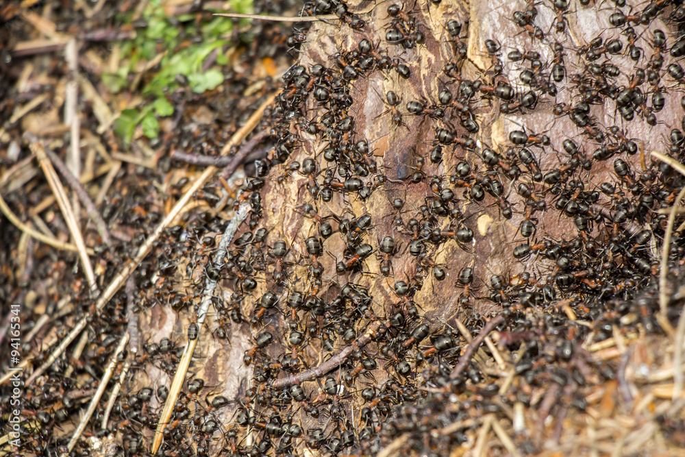 Ants colony