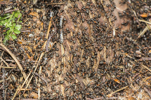 Ants colony © smuki