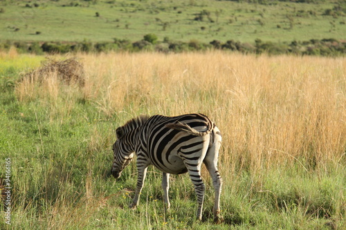 Zebra in Africa 