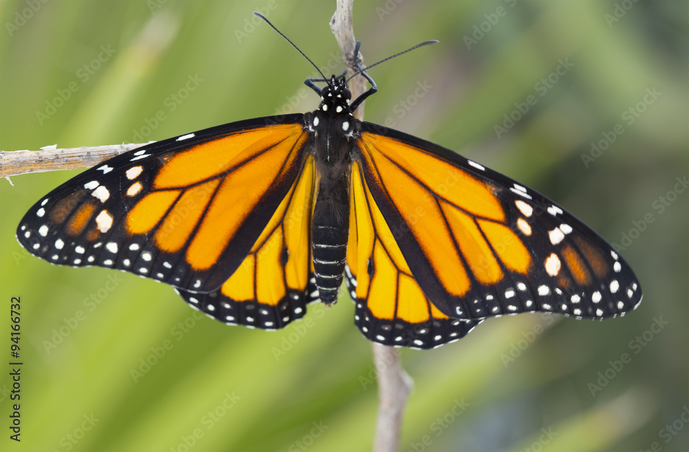 Naklejka premium Close up Monarch Butterfly