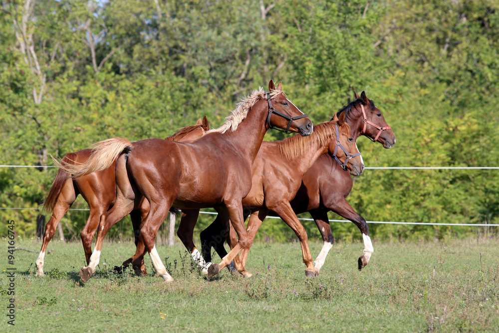 Fototapeta premium Purebred horses runs on meadow in a sunny day natural background