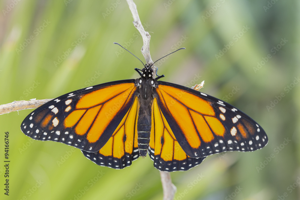 Fototapeta premium Closeup Monarch Butterfly