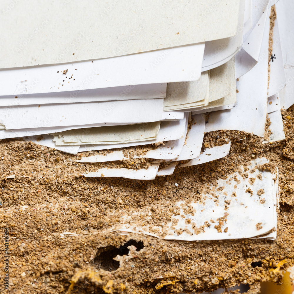 Paper eaten by termite
