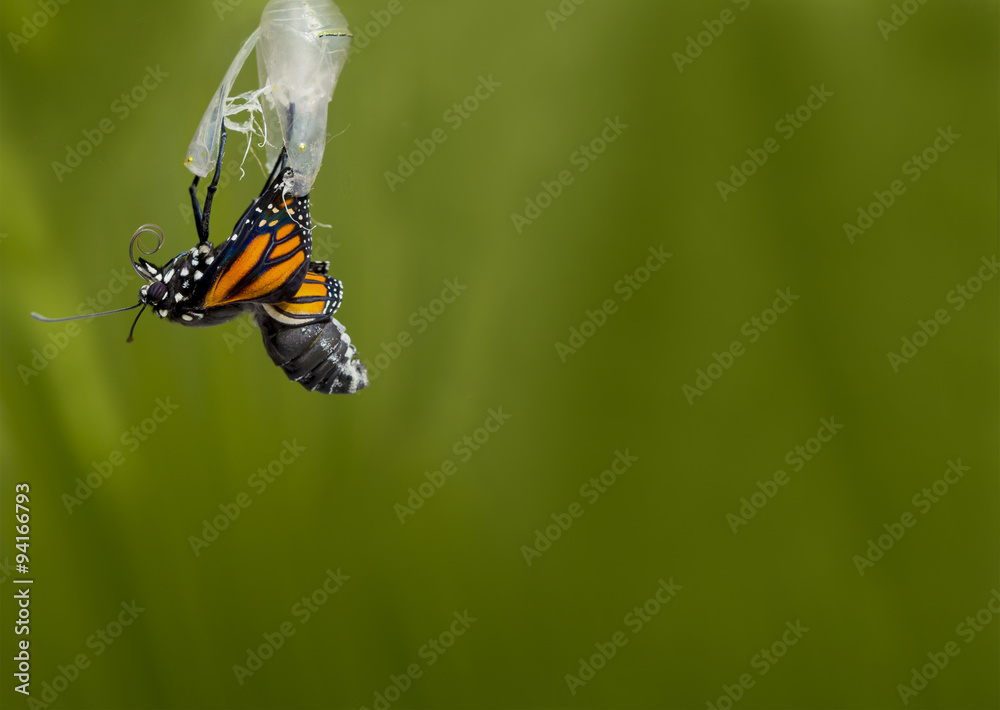 Fototapeta premium Monarch Butterfly Coming out of Pupa