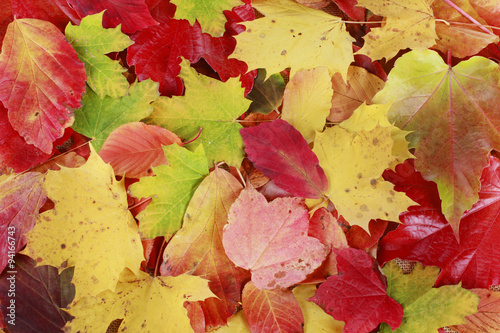 Hintergrund aus Herbstbl  ttern