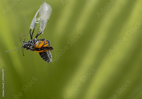 Butterfly Monarch Birth