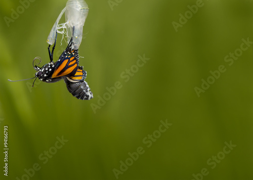 Monarch Butterfly Coming out of Pupa
