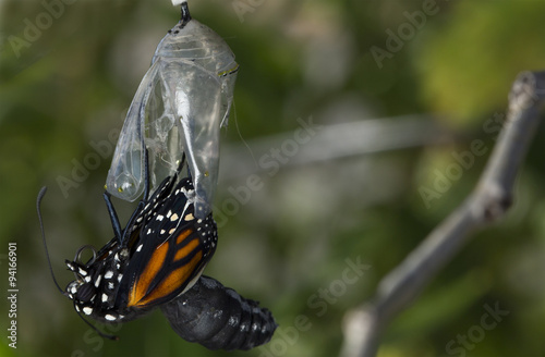 Monarch Butterfly being born