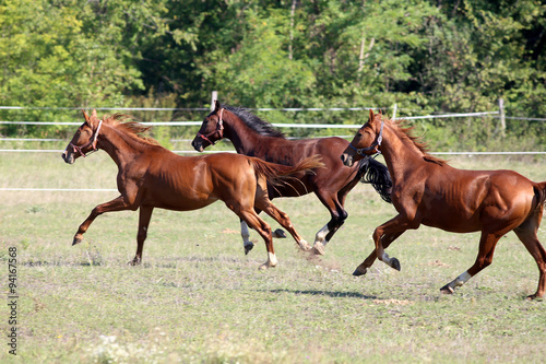 Three thoroughbred horses runs on meadow in a sunny day