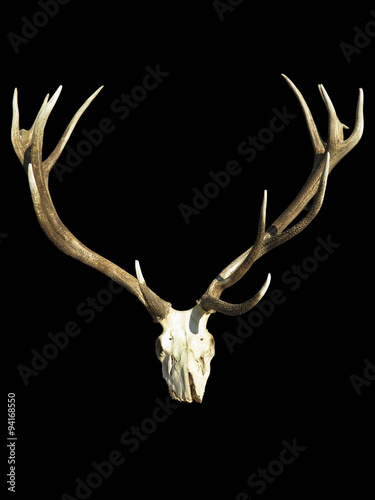 Antlers deer horns with skull isolated over black