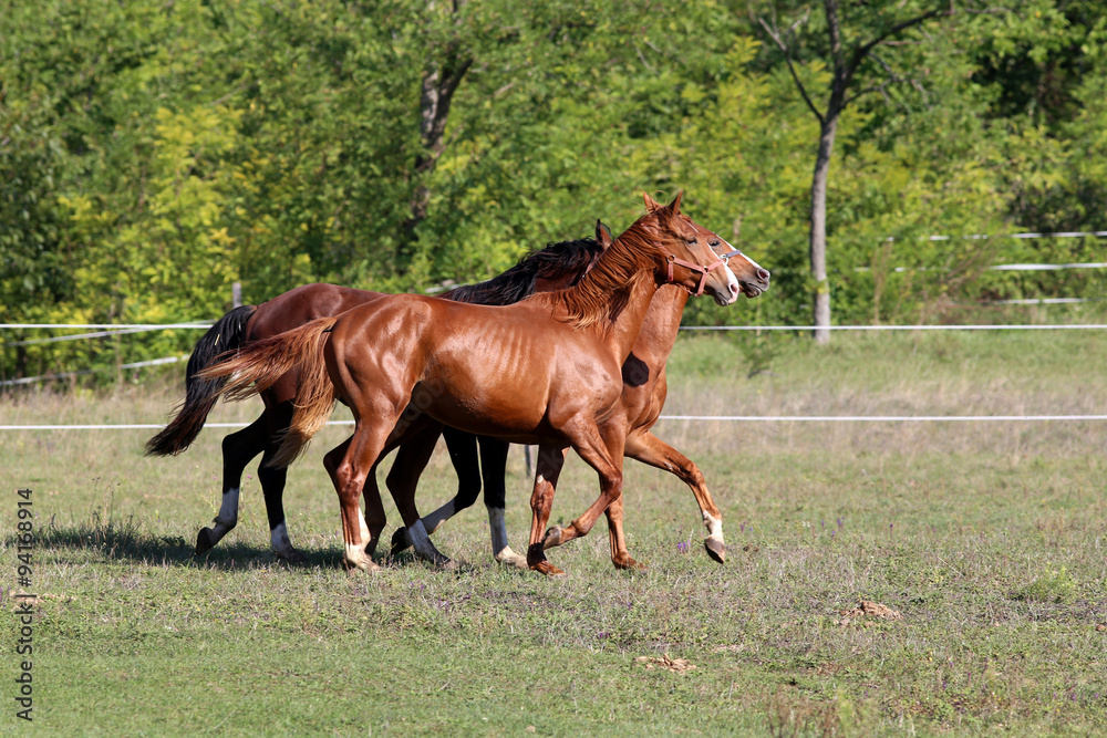 Thoroughbred horses runs on meadow in a sunny day Thoroughbred horses runs on meadow in a sunny day