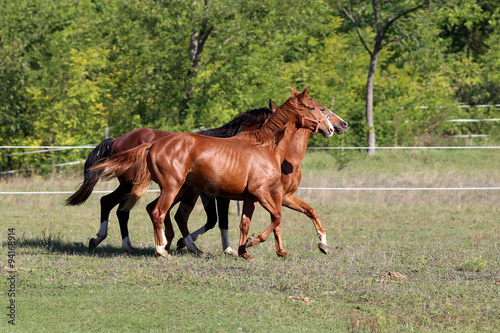 Thoroughbred horses runs on meadow in a sunny day