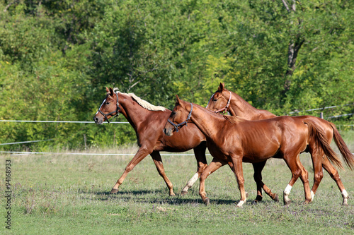 Three of beautiful young stallions galloping on pasture summerti