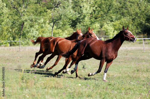 Purebred young stallions runs on pasture summertime