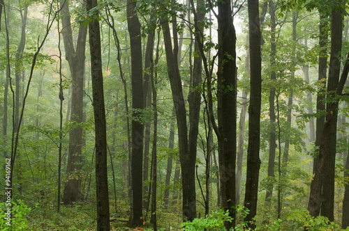 Foggy Morning in the Green Forest