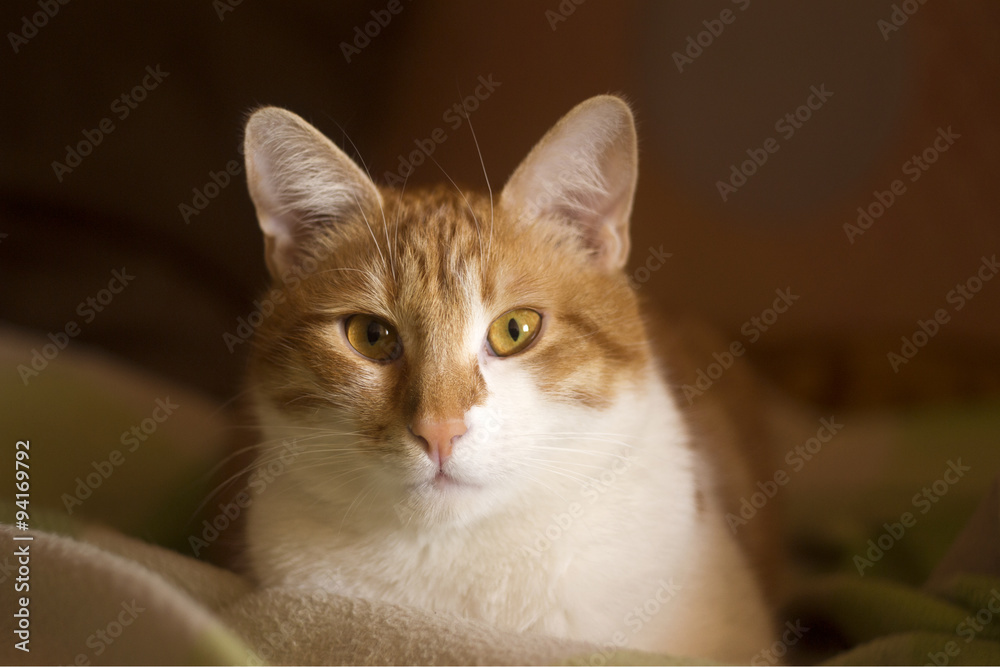 Domestic cat with an attentive expression, cat face