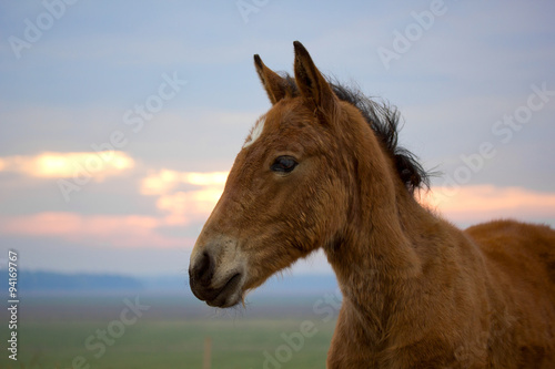 Portrait of a young red foal
