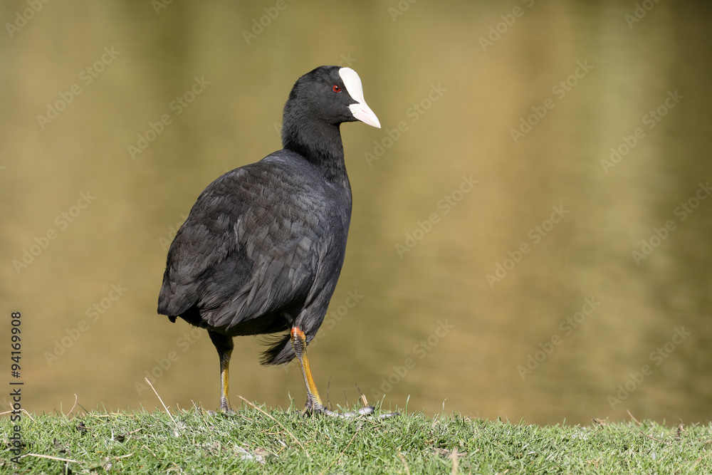 Obraz premium Coot, Fulica atra